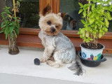 Mâle Yorkshire Terrier disponible pour saillie