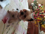 Mâle Yorkshire Terrier disponible pour saillie
