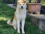 Superbe chiot Akita Inu à vendre