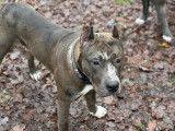 Exceptionnel mâle American Bully XXL disponible pour saillie