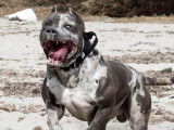 Exceptionnel mâle American Bully XXL disponible pour saillie