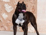 Exceptionnel mâle American Bully XXL disponible pour saillie