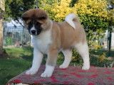 Chiot femelle Akita Américain LOF à vendre