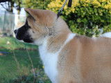 Chiot femelle Akita Américain LOF à vendre