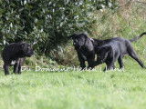 Chiots Cane Corso LOF