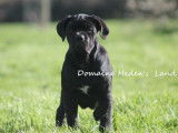 Chiots Cane Corso LOF