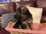 Magnifique chiot mâle Suite désistement avec pedigree dispo le 24/02