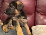 Chiot dispo suite désistement