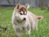 Chiots husky lof parents testés