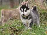 Chiots husky lof parents testés