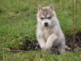 Chiots husky lof parents testés