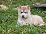 Chiots husky lof parents testés