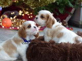 &Agrave; vendre : 2 chiots Cavaliers King Charles LOF