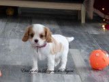 &Agrave; vendre : 2 chiots Cavaliers King Charles LOF