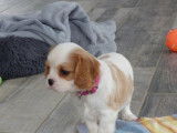&Agrave; vendre : 2 chiots Cavaliers King Charles LOF