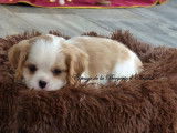 &Agrave; vendre : 2 chiots Cavaliers King Charles LOF