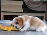 &Agrave; vendre : 2 chiots Cavaliers King Charles LOF