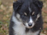&Agrave; vendre : 3 chiots m&acirc;les tricolore Bergers des Shetland LOF