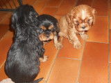 À réserver : 2 chiots femelles Cavaliers King Charles LOF