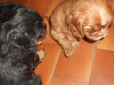À réserver : 2 chiots femelles Cavaliers King Charles LOF