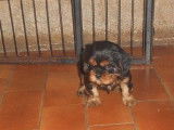 À réserver : 2 chiots femelles Cavaliers King Charles LOF