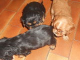 À réserver : 2 chiots femelles Cavaliers King Charles LOF