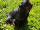 À réserver : 2 chiots femelles Cavaliers King Charles LOF