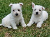 Chiots  Westie LOF &agrave; r&eacute;serv&eacute;