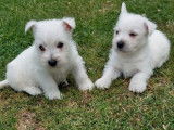 Chiots  Westie LOF &agrave; r&eacute;serv&eacute;