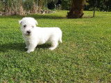 Chiots  Westie LOF &agrave; r&eacute;serv&eacute;