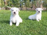 Chiots  Westie LOF &agrave; r&eacute;serv&eacute;