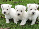 Chiots  Westie LOF &agrave; r&eacute;serv&eacute;