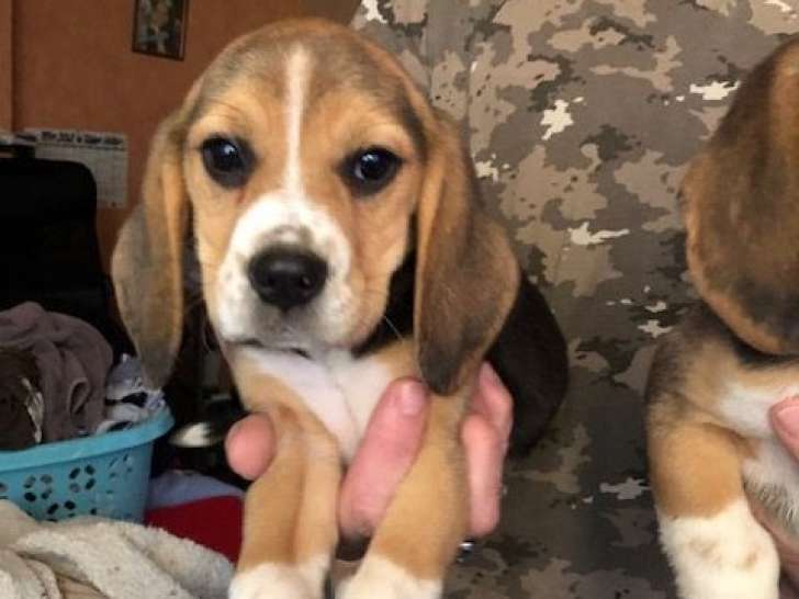 Chiot femelle Beagle LOF tricolore à vendre