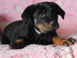 4 chiots Beaucerons LOF à vendre