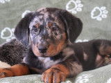 4 chiots Beaucerons LOF à vendre