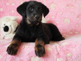 4 chiots Beaucerons LOF à vendre