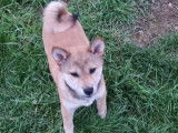 Des chiots Shiba Inus LOF disponibles à la vente