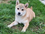 Des chiots Shiba Inus LOF disponibles à la vente