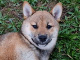 Des chiots Shiba Inus LOF disponibles à la vente