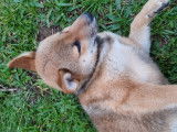 Des chiots Shiba Inus LOF disponibles à la vente