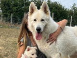 6 chiots Bergers Blancs Suisses LOF à vendre