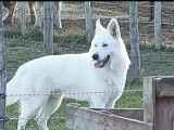 6 chiots Bergers Blancs Suisses LOF à vendre