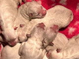 6 chiots Bergers Blancs Suisses LOF à vendre