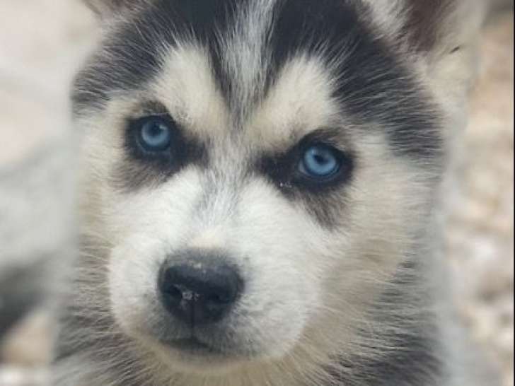 5 chiots Huskies Sibériens LOF noirs et blancs disponibles