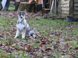 3 chiots femelles Huskies LOF à vendre