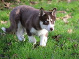 3 chiots femelles Huskies LOF à vendre