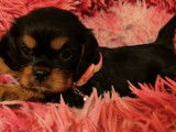 Des chiots Cavaliers King Charles noir et feu LOF disponibles à l'achat