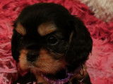 Des chiots Cavaliers King Charles noir et feu LOF disponibles à l'achat