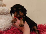 Des chiots Cavaliers King Charles noir et feu LOF disponibles à l'achat
