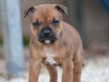 Un chiot Staffy LOF de couleur fauve à réserver